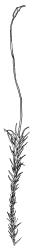 Dicranella schreberiana, shoot with capsule, moist. Drawn from P.J. Garnock-Jones 245, CHR 267609.
 Image: R.C. Wagstaff © Landcare Research 2018 